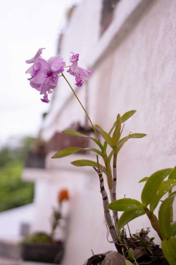 Azamat Self-Catering Apartment Pointe La Rue Εξωτερικό φωτογραφία